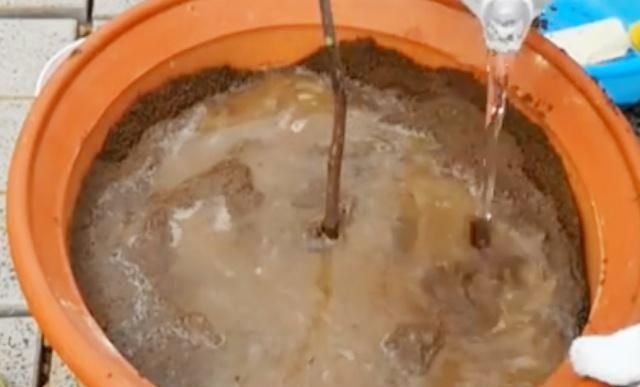 你找得简单易学的盆栽无花果种植方法在这里