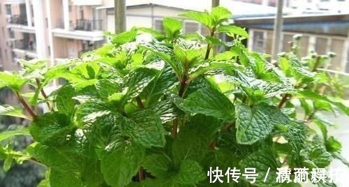 卧室长期放盆栽,失眠的人就选2种,好看又好养,净化效果好