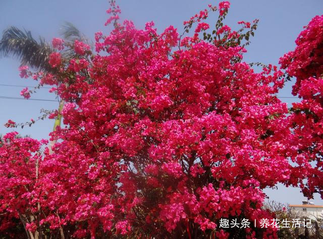 做好“2点”后,三角梅花朵似锦,四季开花不断!