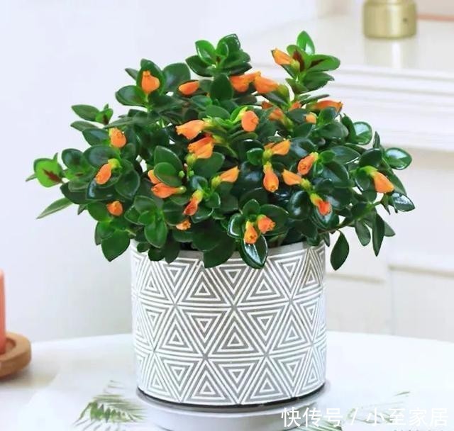  观赏价值|适合冬天养的12种花，家里养几盆，生机盎然，美如仙境！