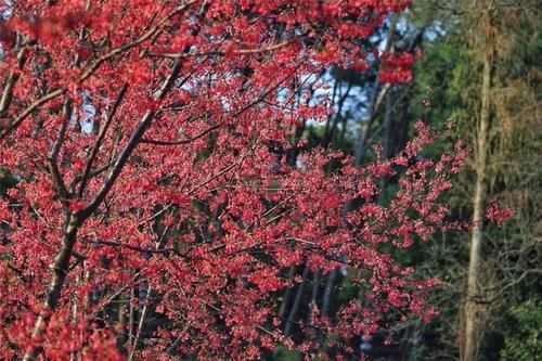 世外桃源|湖南省植物园樱花、梅花竞相绽放 新春赏花正当时