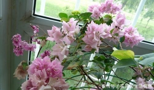 这2种“垃圾”别扔了,用它们来浇花,盆栽都快长疯了!