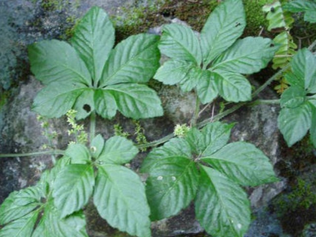 林子里|水沟旁的一野草,竟被称为“南方人参”,得三高的不用多吃药了