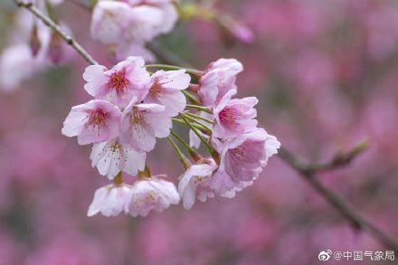 “樱”你而绽放，春来好花枝