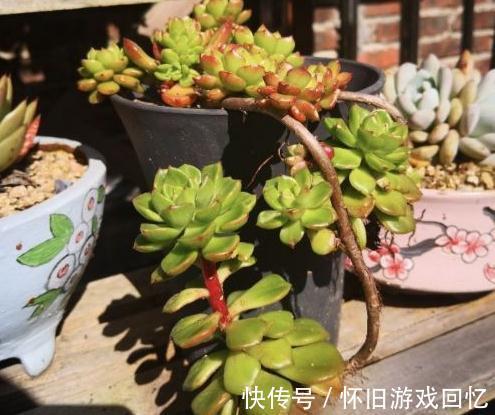 别再说蒂亚是徒神了,做到5点,简单养护变成悬崖桩