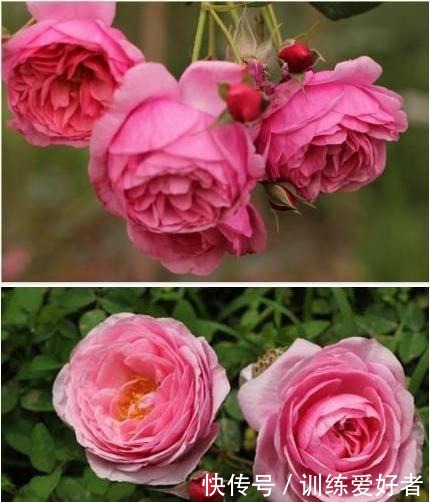 院子里种了13棵藤本月季,各有优缺点,到底哪种好!