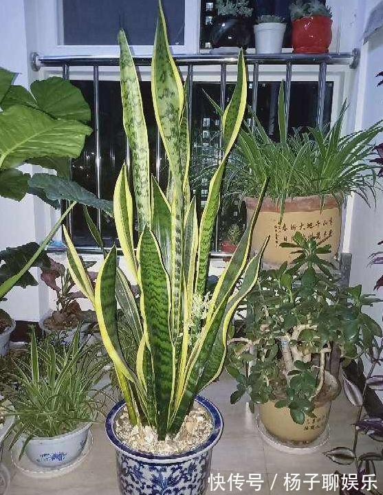 舒适|卫生间''除异味''大招放置3种绿植除臭,居家环境更舒适