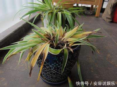 客厅|客厅“2个”地方,别“养花”,养了也尽快搬走