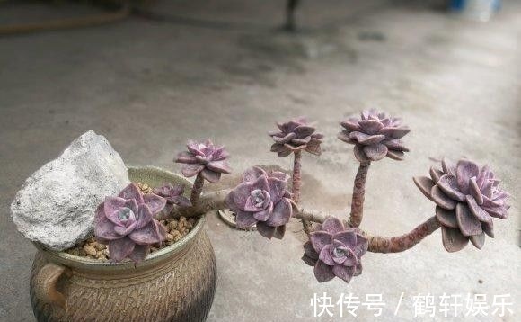 多肉怎么养出悬崖桩?选对花盆,选对品种,1年养成悬崖老桩