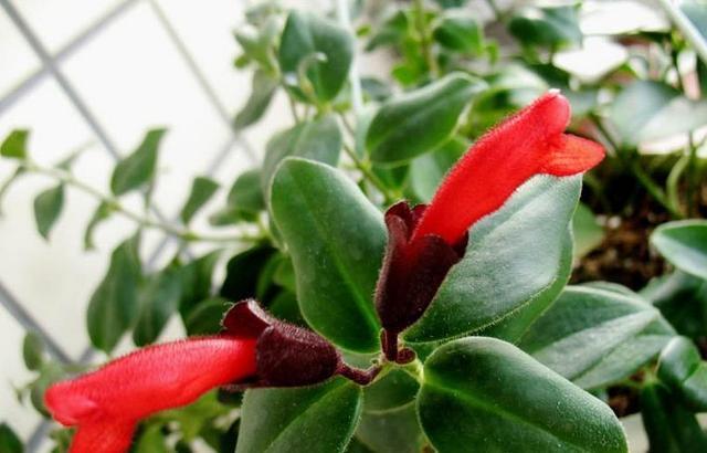 吵架|珍惜这几个星座男,吵架后会主动低头认错,只因他们太爱你