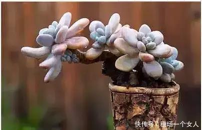 4步学会多肉变身老桩,身价立马翻10倍