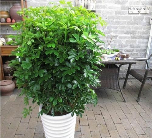 在家里养几种花草，净化空气给家人带来健康！