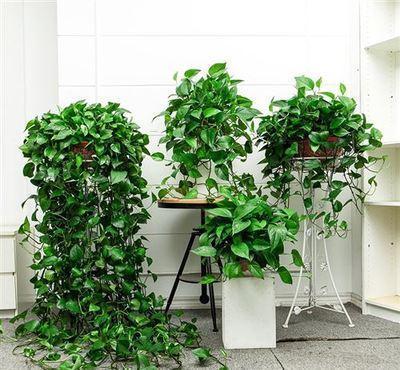 四种皮实花,观赏价值高,还寓意吉祥,能净化空气,值得拥有