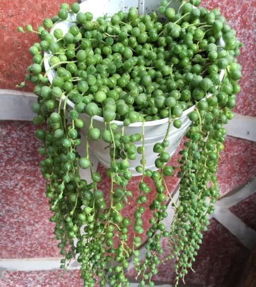 浇水可是技术活,用这些水浇花,连花肥都省了