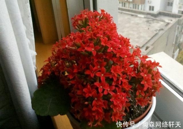 富贵竹|这4种“绿植”,穷就更要买,在客厅养一盆,慢慢“白手起家”!