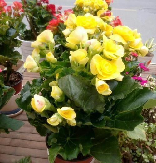 花园|夏天8种花不用买,掐个叶子就能插活,让你的阳台变花园