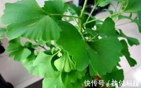 酸角|3类种子得捡回家,冬天将它扔水里,呼呼长成漂亮的绿植盆栽!