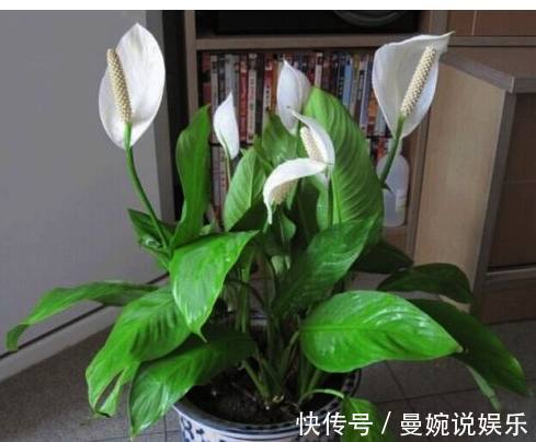 茂盛|特别好养又耐阴的室内绿植,丢角落里多天,没阳光反而长的更茂盛