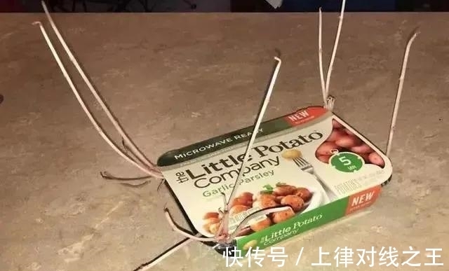 土豆|土豆发芽有多恐怖!26张照片告诉你,它才是这个星球最神奇生物