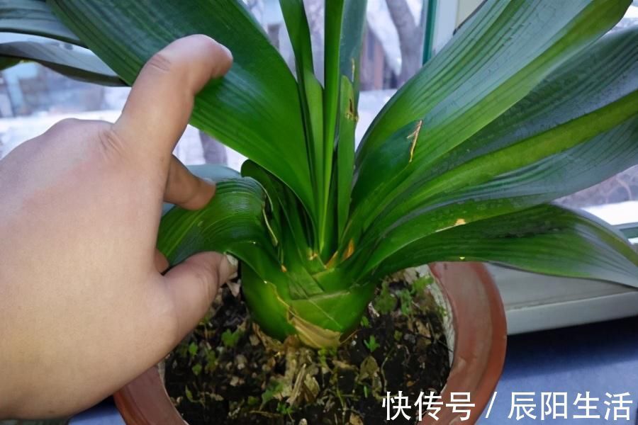 君子兰捏着“硬邦邦”?不是“有喜”了,就是满盆“肉虫子”
