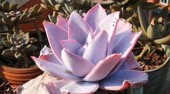 盆栽多肉植物，该如何养出好状态紧抓4方面，长个快、不黄叶