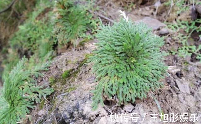 卷柏|石缝里看到“它”,别去踩,挖2棵种花盆上,1年成“盆景”,美!