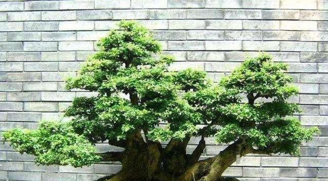 老师傅经验养盆景，不会修剪“3种根”，再养7年都“不入门”