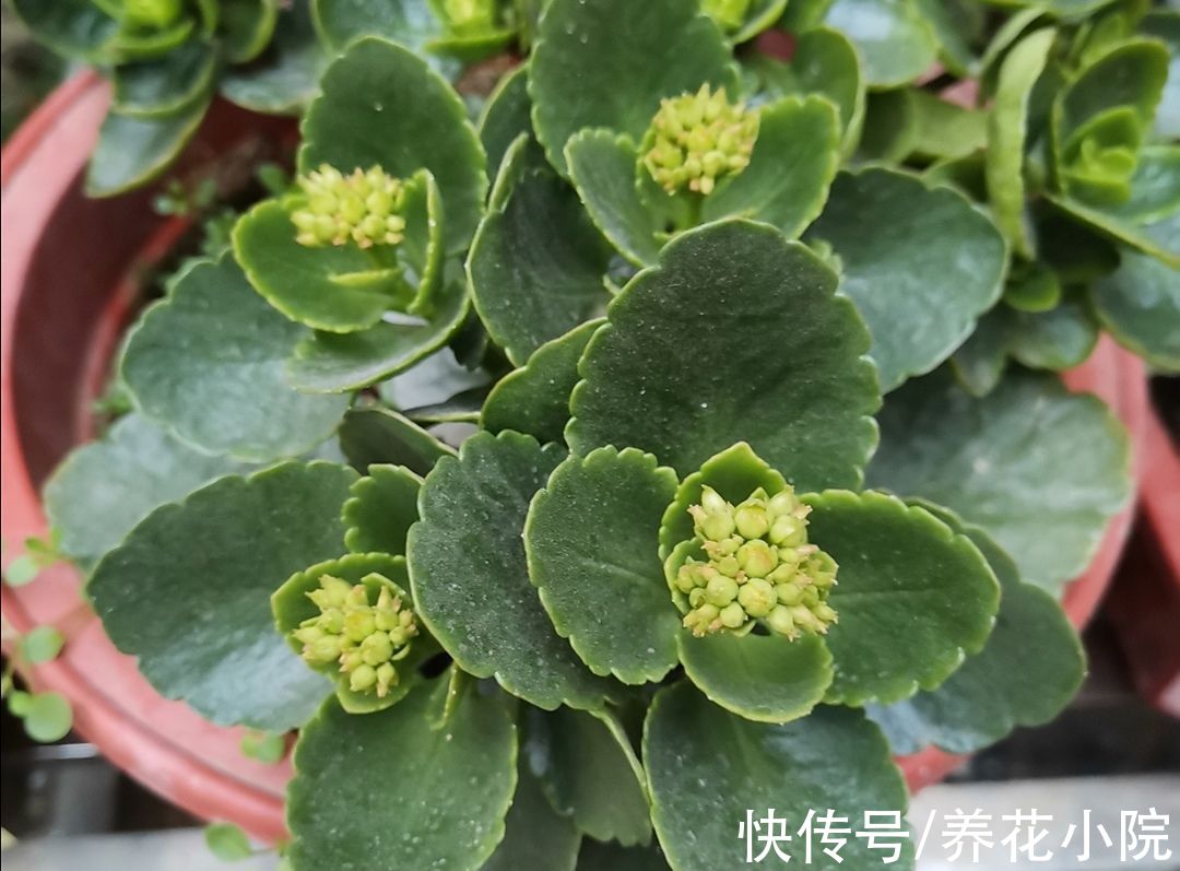 秋末养长寿花，有“3怕2喜”，做好了花苞长更多