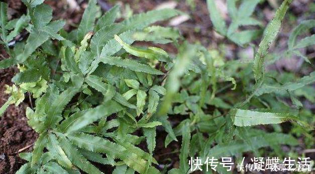 西藏常用中草药|提个醒在路边遇到此野草,一定要拔回家,现在知道还不晚