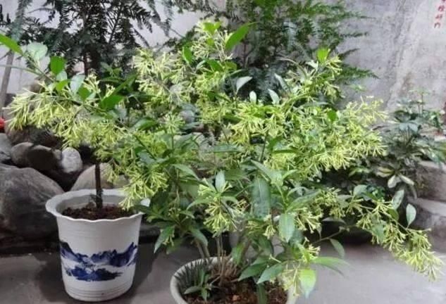 桂花香|这种花比桂花香,比茉莉好闻,家里养一盆,能薰一室香