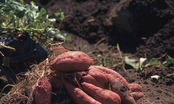 老人|这4种蔬菜对眼睛很好,养肝又明目,老人和孩子要多吃