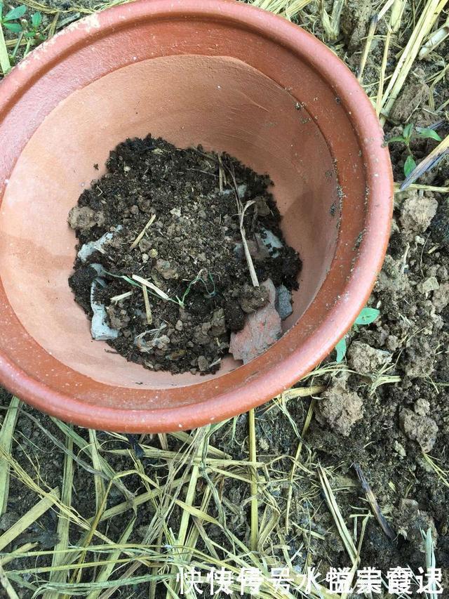 新芽|她给吊兰、君子兰喂2种肥,几月长出“萝卜根”,新芽新叶呼呼冒