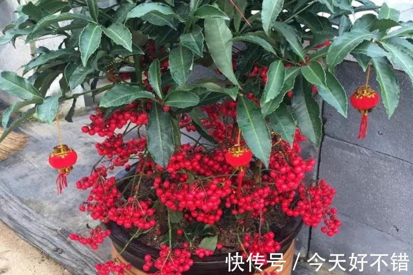 植物|这5种植物寓意好，好看又好养，适合中国家庭入手