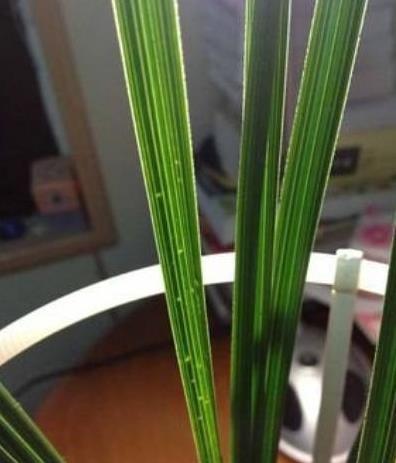 兰花|兰花叶片按照叶形可分为几种?怎么区分?老兰友:至少7种