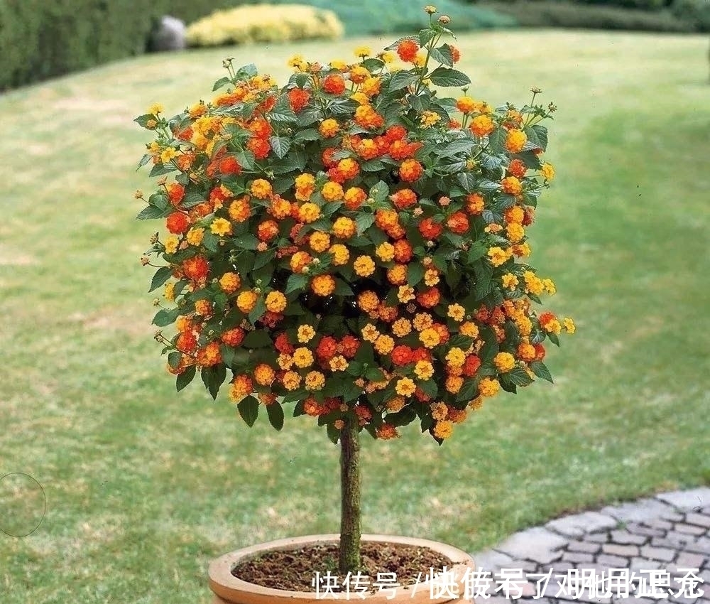 凤仙花|家里万万不要养这几种花，难怪家人身体越住越差，聪明人一眼便知