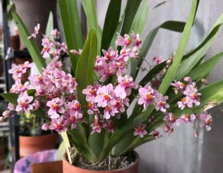 阳台最适合养的4种花，一年四季开花不断，阳台开成花海！