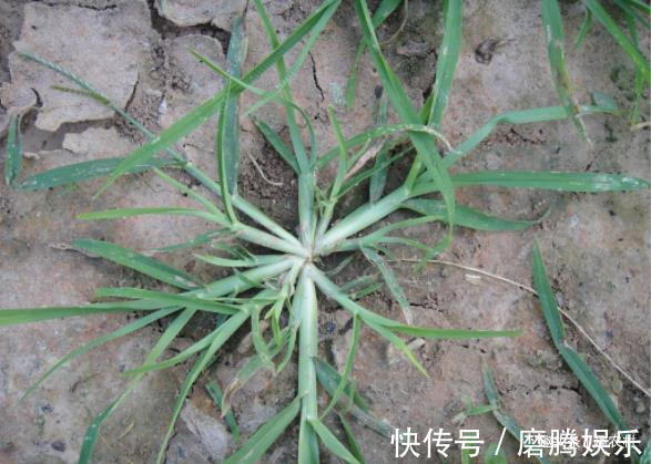 蛇莓|小时候常见又叫不上名的植物,终于知道叫啥了,太全了