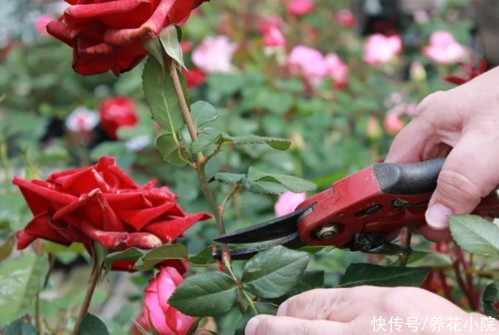 光照|夏天养2种花,花后要及时修剪,剪得越勤开花越多