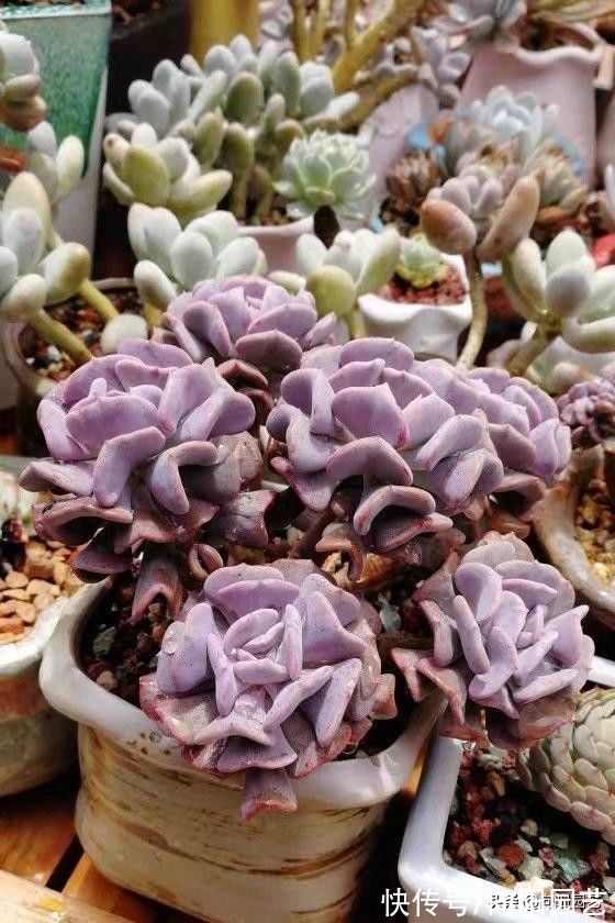 多肉|喜欢养多肉，买多了不是，买少了不过瘾，物极必反，适度购买