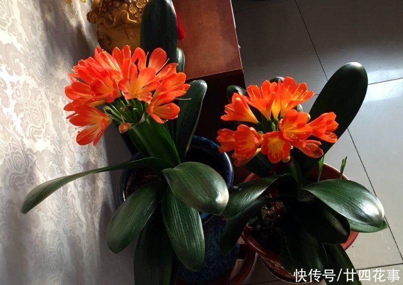 君子兰开花后，做好5件事，花期长达2个月，做不好花朵枯萎早