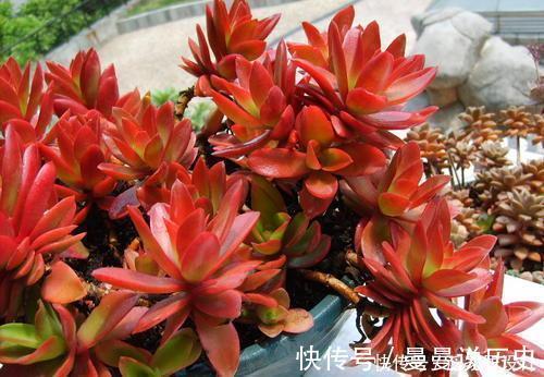花友|老花匠养多肉7年，总结出4个耐热耐晒品种，安全度夏适合新手