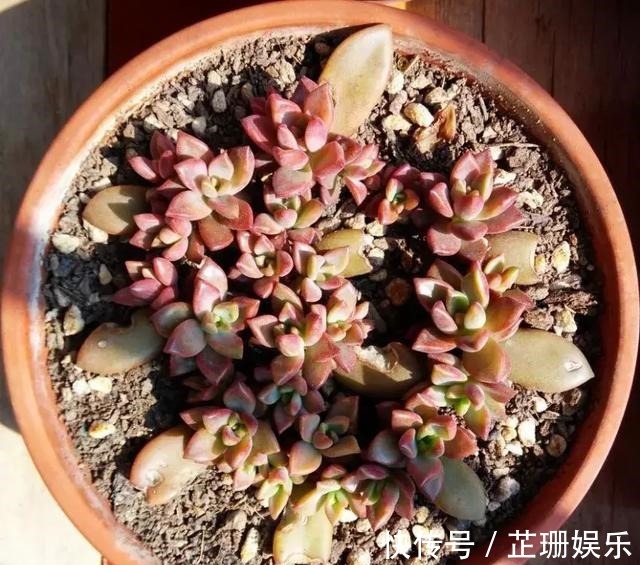 3个小技巧,多肉豆芽苗,一口气变多头群生,最短只要3个月