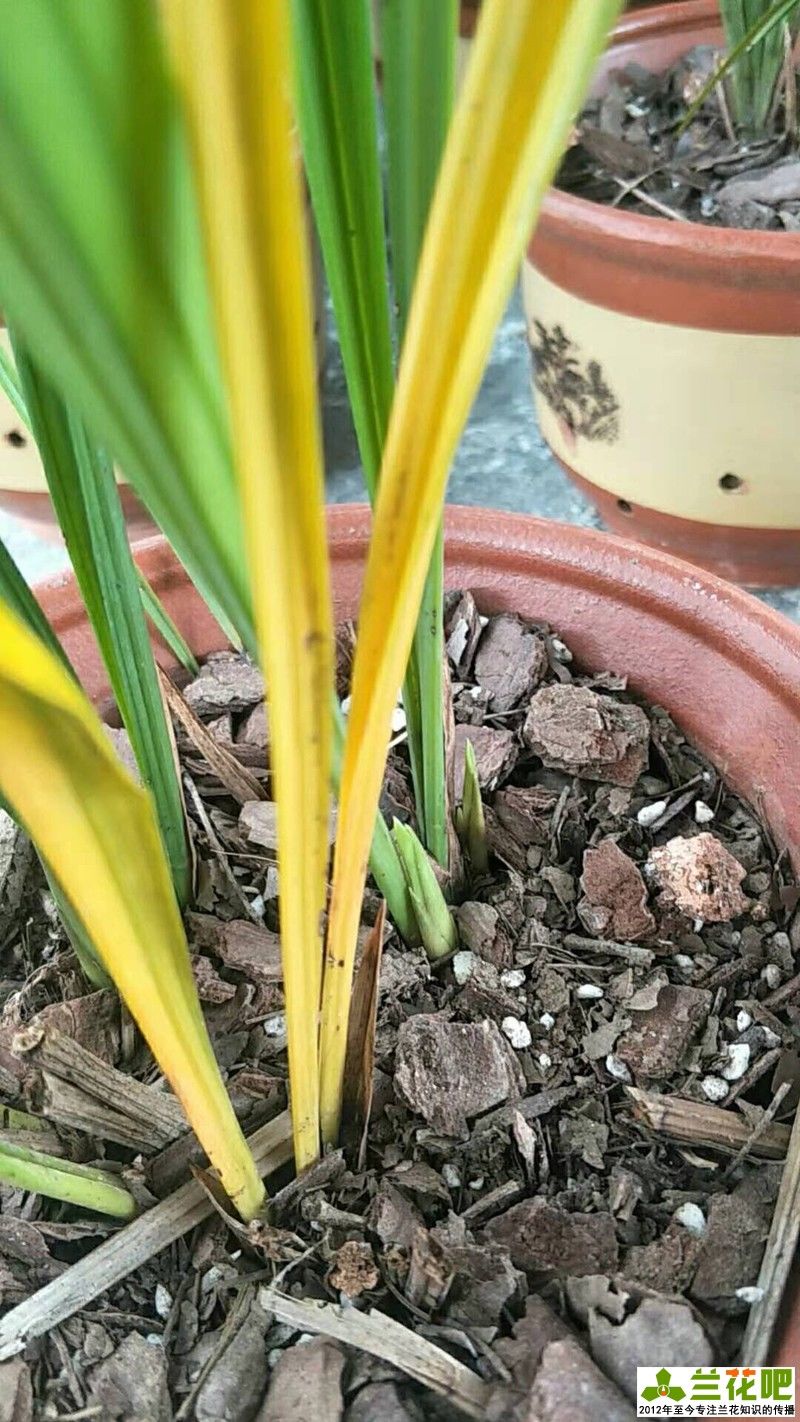 茎腐病|兰花叶片发黄发黑，先查清原因再脱盆，不要急着救治