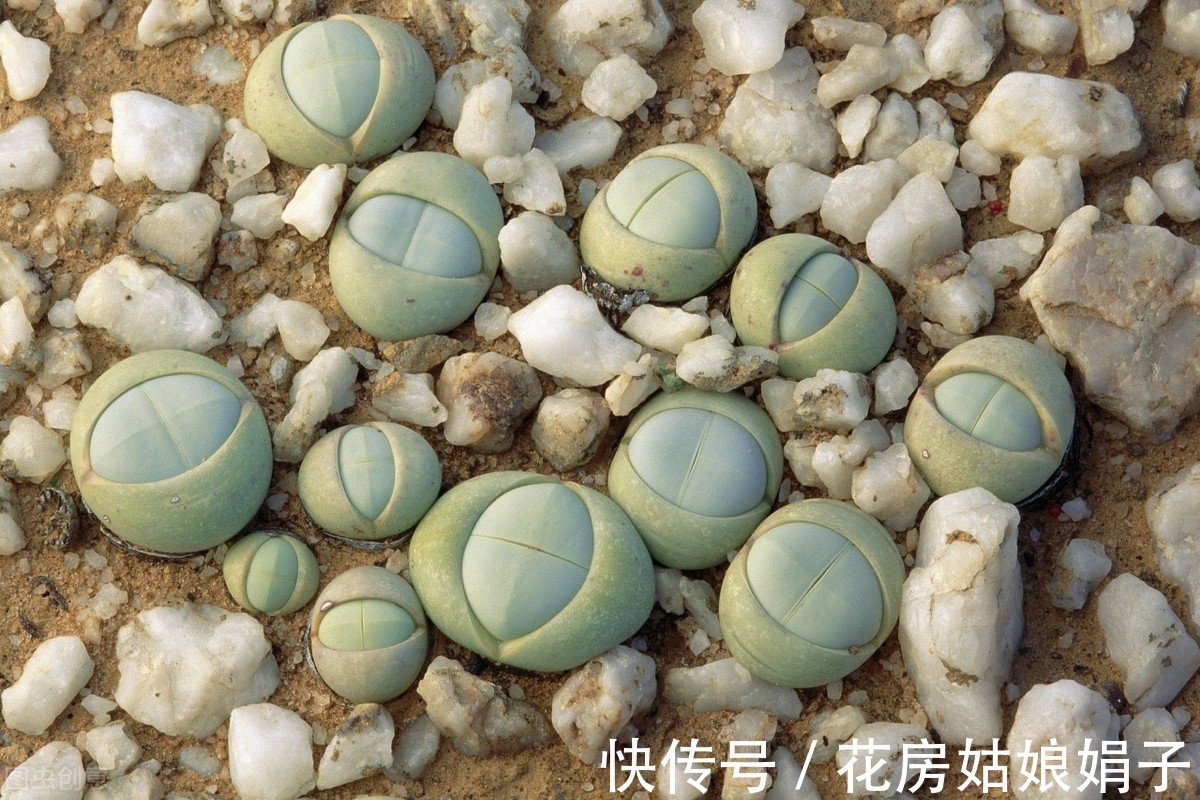 给水|生石花的3个生存实验,证实只要做好这几步,养出彩就这么简单