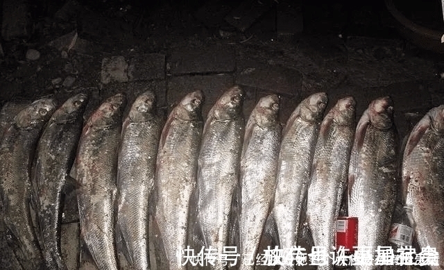垂钓|长江该禁止钓鱼一男子长江“疯钓”野生白鱼,引网友怒怼
