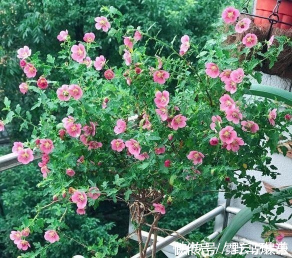 花卉|新手养花,就选择花中精品,娇小玲珑,花开似火的花卉,娇艳欲滴