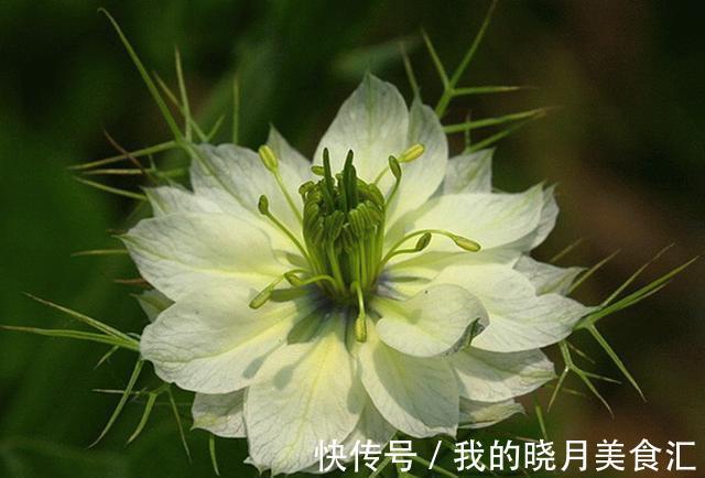 此种花可耐40度高温,可在室外过冬,一开花却惊艳了时光