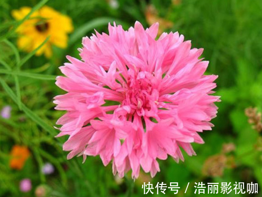 花瓣|喜欢菊花，不如养盆“菊之珍品”，似鹿角昂扬，飘逸妖娆