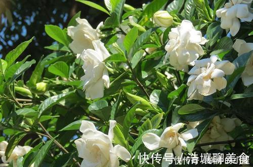 人见人爱的3种花,“大水大肥大太阳”伺候,花大色艳香味浓