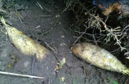 冬笋|这种野生物,不知你是否吃过,它口感脆嫩,营养丰富,好受青睐